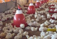 Cara Ternak Ayam Bagi Pemula Agar Cepat Panen