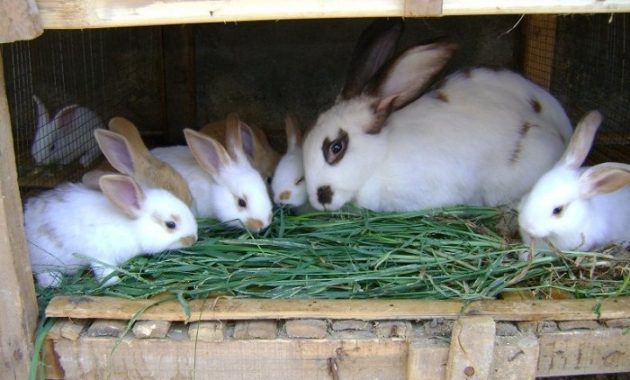 cara ternak kelinci berkualitas