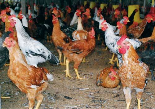 Mengenal Keuntungan Ternak Ayam Joper Dibanding Ayam Lainnya-min