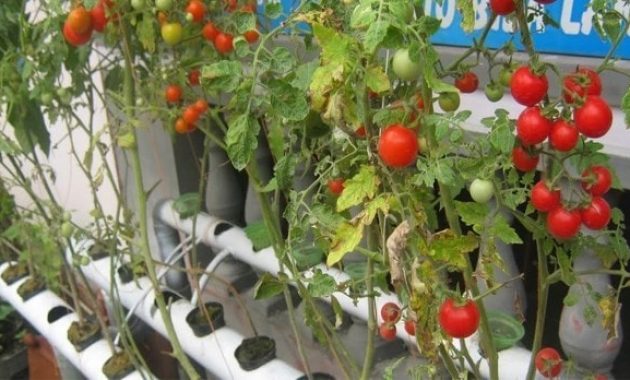 Cara Menanam Hidroponik Tomat