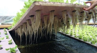 Cara penanaman selada hidroponik dengan menggunakan rakit apung