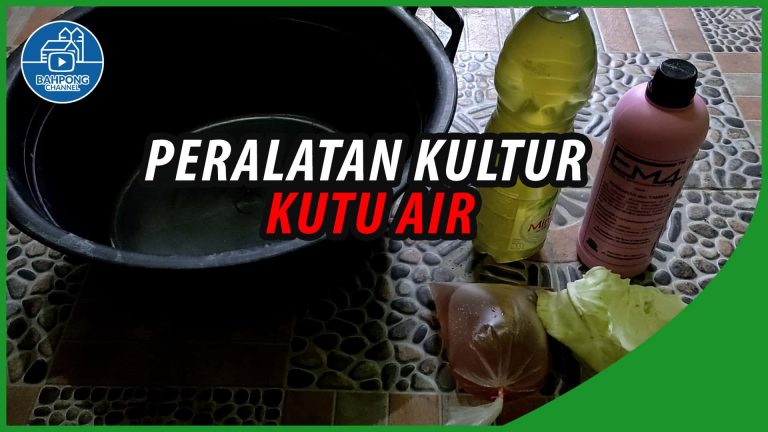 Kultur Kutu Air